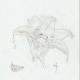 flo frog pencil